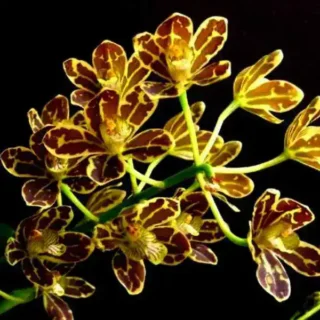 Grammatophylum Orchids