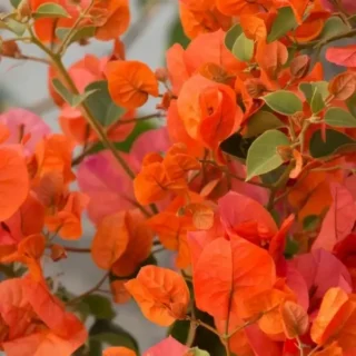 Bougainvillea Jakirana Varigated Orange