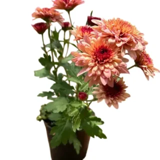 Jamanthi,Chrysanthemum Peach - Rare