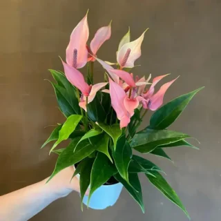 Anthurium Lilli Pink