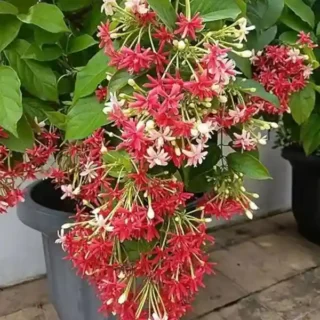 Madhumalati Rangoon Creeper Double Petal Plant - Shrub Type