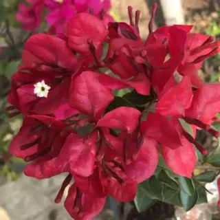 Bougainvillea Monalisa Red