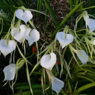 Brassavola Nadoza - Blooming Stage