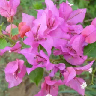 Bougainvillea Partha