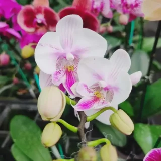 Phalaenopsis (PF-092)