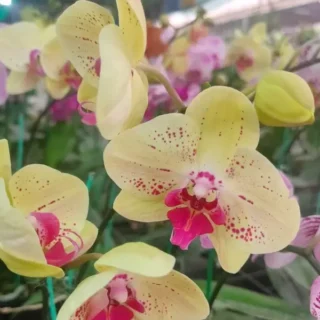 Phalaenopsis (PF-093)