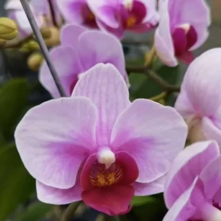 Phalaenopsis (PS-22)
