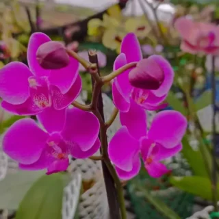 Phalaenopsis (PF-008)