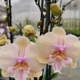 Phalaenopsis (PS-039)