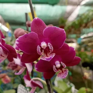 Phalaenopsis (PF-041)
