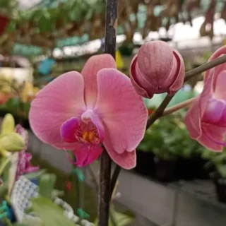 Phalaenopsis (PF-043)