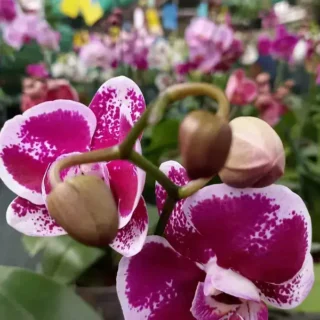 Phalaenopsis (PF-049)