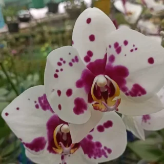 Phalaenopsis (PF-051)