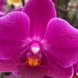Phalaenopsis (PS-057)