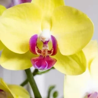 Phalaenopsis (PS-068)