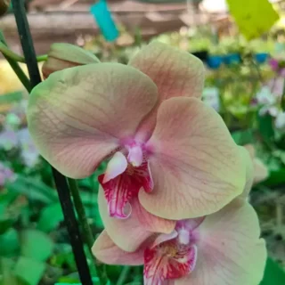 Phalaenopsis (PF-068)