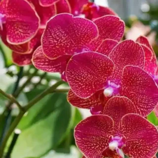 Phalaenopsis (PS-077)