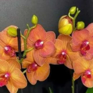 Phalaenopsis (PS-079)
