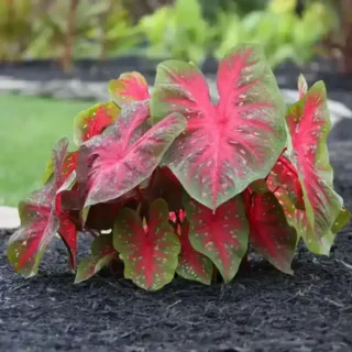Caladium Red