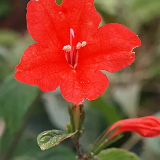 Red Ruellia,Ruellia Affinis,Ruellia Elegans