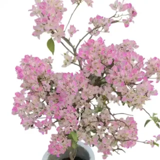 Bougainvillea Silver Delight
