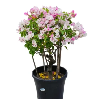 Bougainvillea Splash