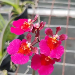 Tolumnia Blooming