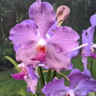 Vanda (VS-010) - Seed