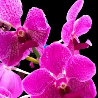 Vanda (VS-015) - Medium