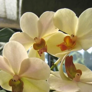 Vanda (VS-016) -Medium