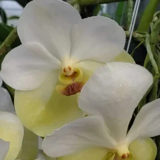 Vanda (VS-017) - Medium