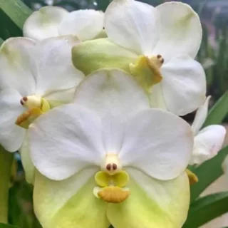 Vanda (VS-024)