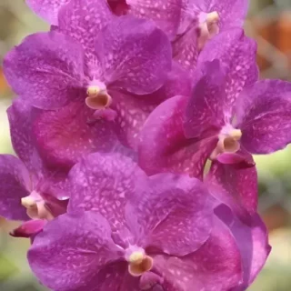 Vanda (VS-032)