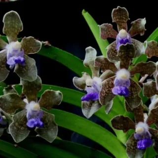 Vanda (VS-043) -Medium