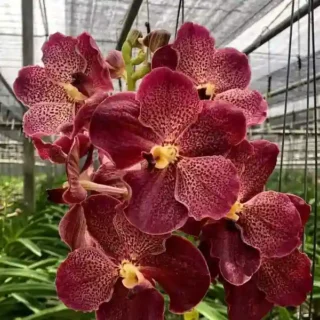 Vanda (VS-044) - Medium