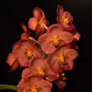 Vanda (VS-046)