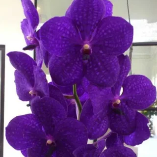 Vanda (VS-047) - Medium