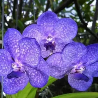 Vanda (VS-048) - Medium