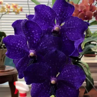 Vanda (VS-049)