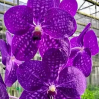 Vanda (VS-051) - Medium