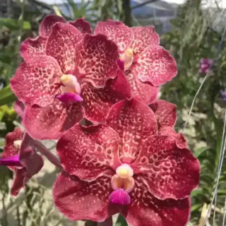 Vanda (VS-052) - Medium