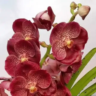 Vanda (VS-042) - Medium