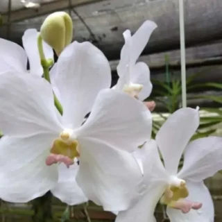 Vanda (VS-051) - Large