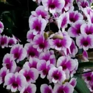 Dendrobium Yaya Compactum Miniature - Seedlings