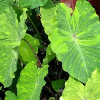 Colocasia Lime Gecko