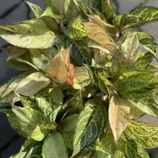 Aglaonema Frozen
