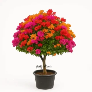 Multigrafted Bougainvillea