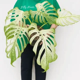 Monstera Deliciosa White Monster