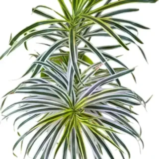 Dracaena Reflexa