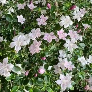 Variegated Serissa, Commonly Know As Snow Rose Or Tree Of A Thusand Stars